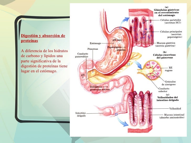 read the vasculitides science and